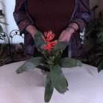 Bromeliad Flowers