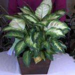 Dieffenbachia Leaves Yellow