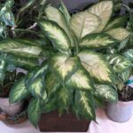 Dieffenbachia History