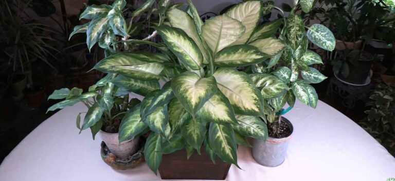 Dieffenbachia History