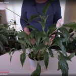 How to Prevent and Treat Houseplant Shock