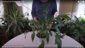 How to Prevent and Treat Houseplant Shock