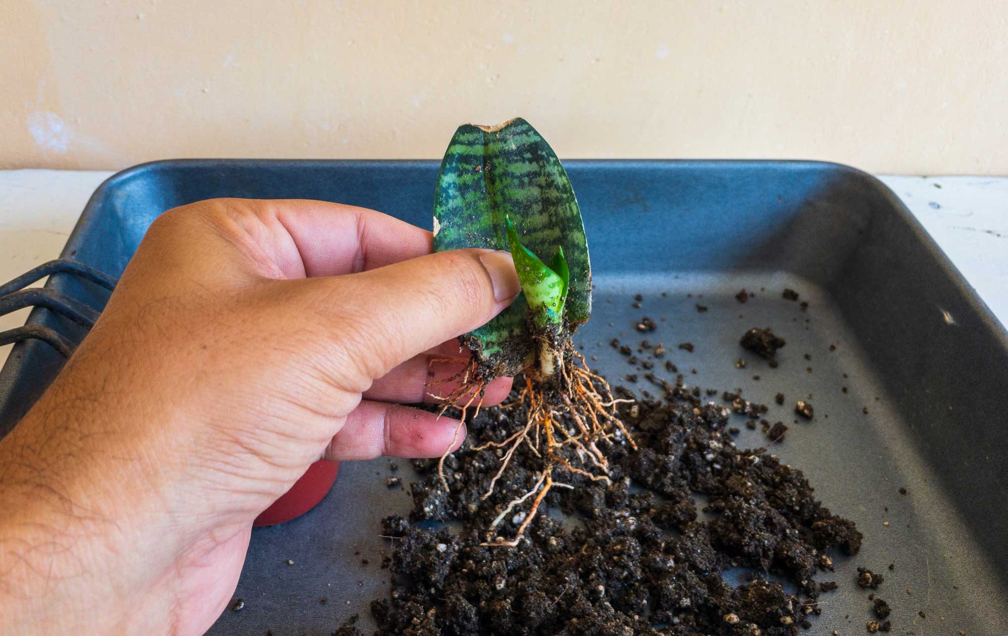 How to Propagate Houseplants