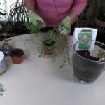 Maidenhair Fern Revival