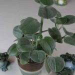 Peperomia incana Plant Spotlight