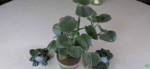 Peperomia incana Plant Spotlight