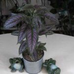 Persian Shield Care