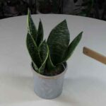 Sansevieria Knows