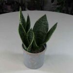 Sansevieria Spotlight