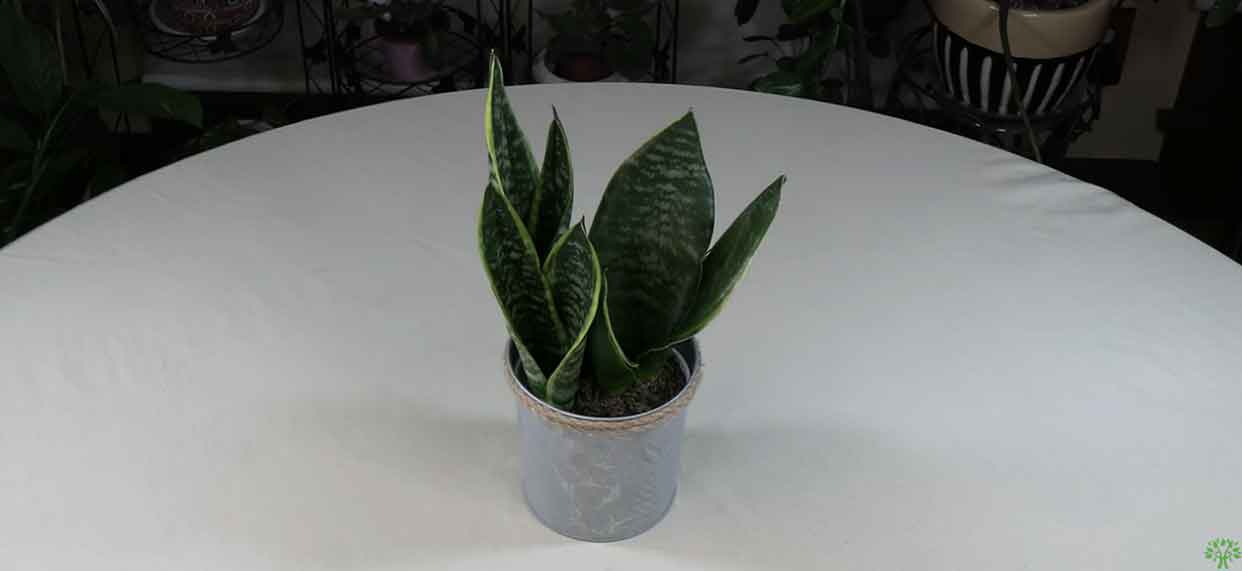 Sansevieria (snake Plant) Spotlight - Healthy Houseplants