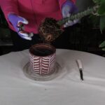 Should You Cut Roots When Repotting Houseplants