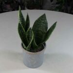 Snake Plant History