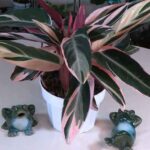 Triostar Plant Spotlight