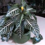 Zebra Plant Spotlight