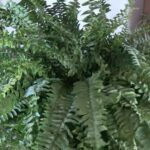 boston fern history