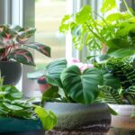 How to Grow Fresh Air: 50 House Plants that Purify Your Home or Office