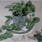 indoor gardening satin pothos