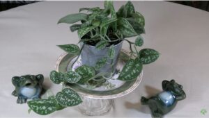 indoor gardening satin pothos