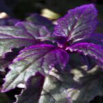 purple velvet plant