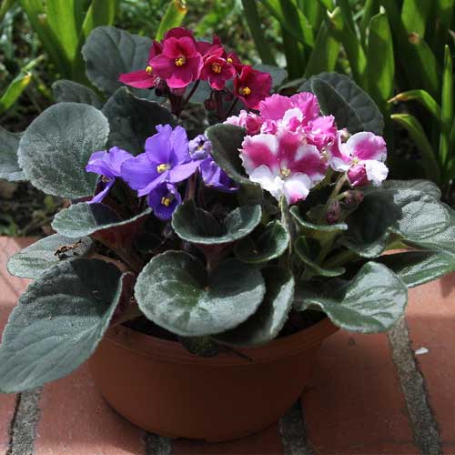 African Violet Saintpaulia