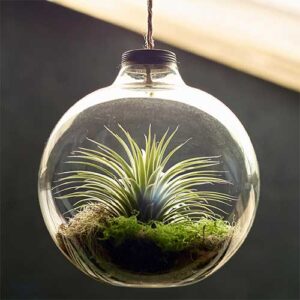 Air-Plant (Tillandsia spp.)