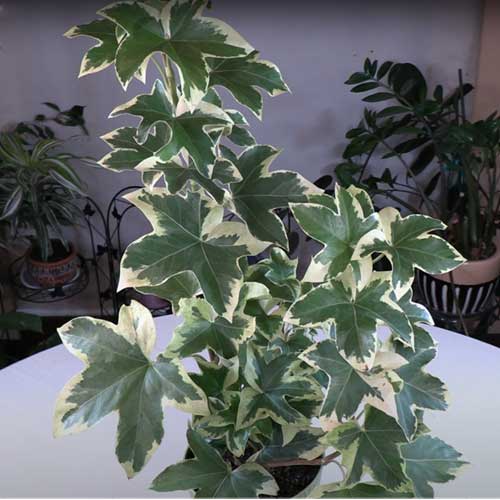 Algerian Ivy Care Guide: Growing Hedera canariensis Indoors and Out 🌟 ...