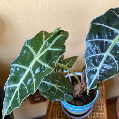 Alocasia Polly