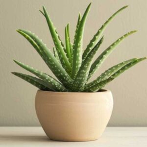 Aloe Vera