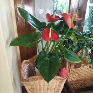 Anthurium