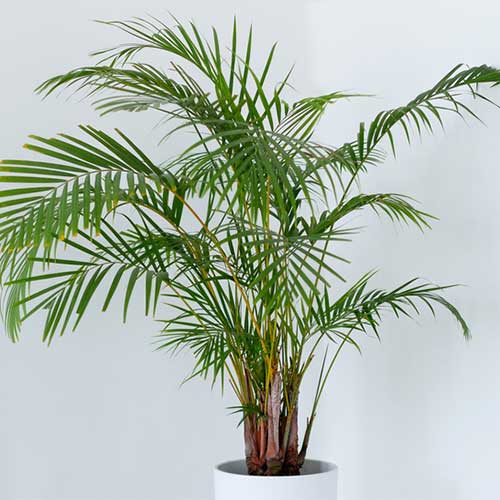 Areca Palm