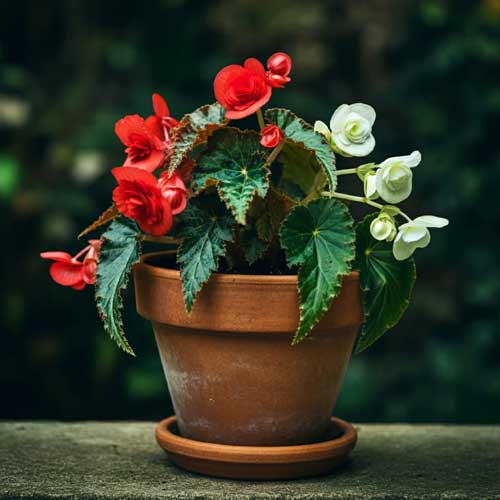 Begonias (Begonia spp.)