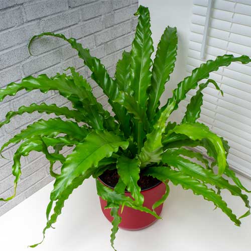 Birds Nest Fern