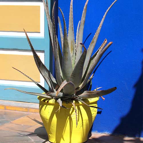 Blue Agave