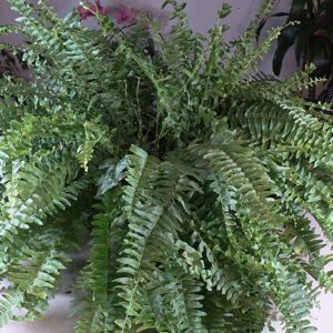 Boston-Fern