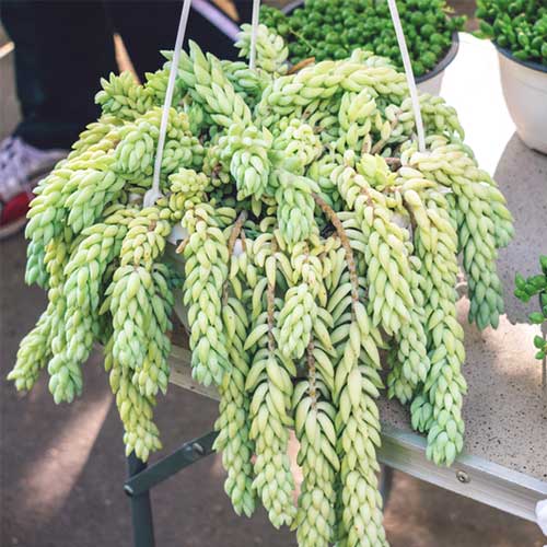 Burros Tail