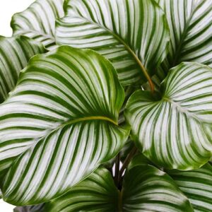 Calathea orbifolia