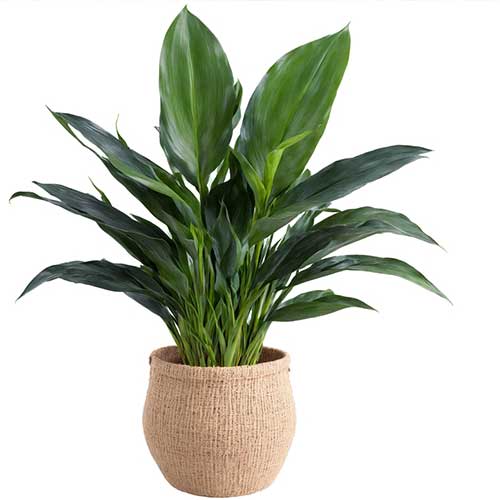 Cast Iron Plant (Aspidistra elatior)