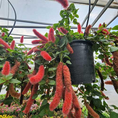 Chenille Plant (Acalypha hispida)