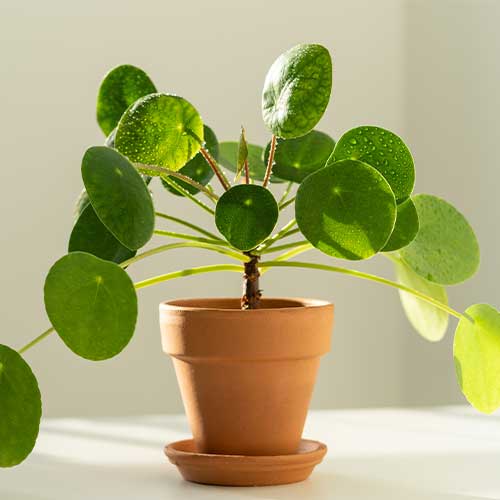 Chinese-Money-Pilea