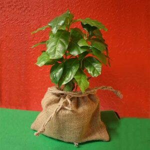 Coffee Plant