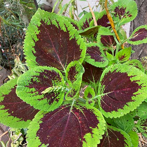 Coleus