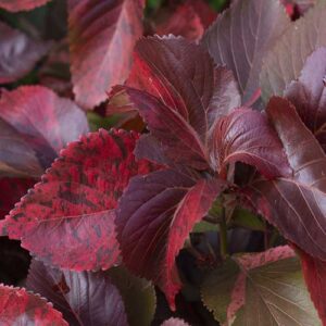 Copper Plant (Acalypha wilkesiana)