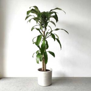 Corn Plant (Dracaena fragrans)