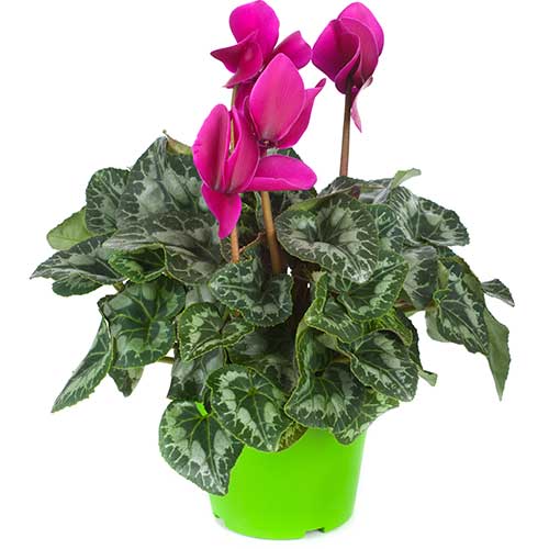 Cyclamen