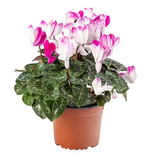 Cyclamen