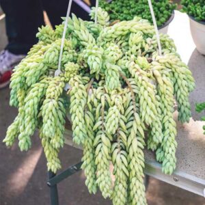 Donkey's Tail (Sedum morganianum)