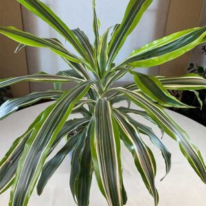 Dracaena Plant