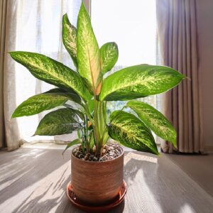 Dumb Cane (Dieffenbachia)