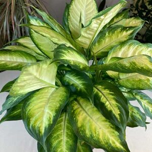 Dumbcane-(Dieffenbachia)