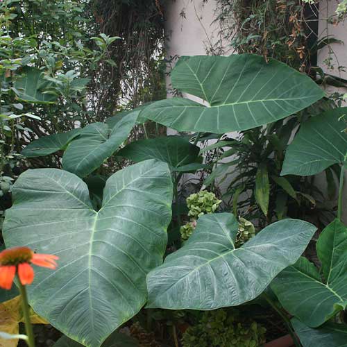 Elephant Ear